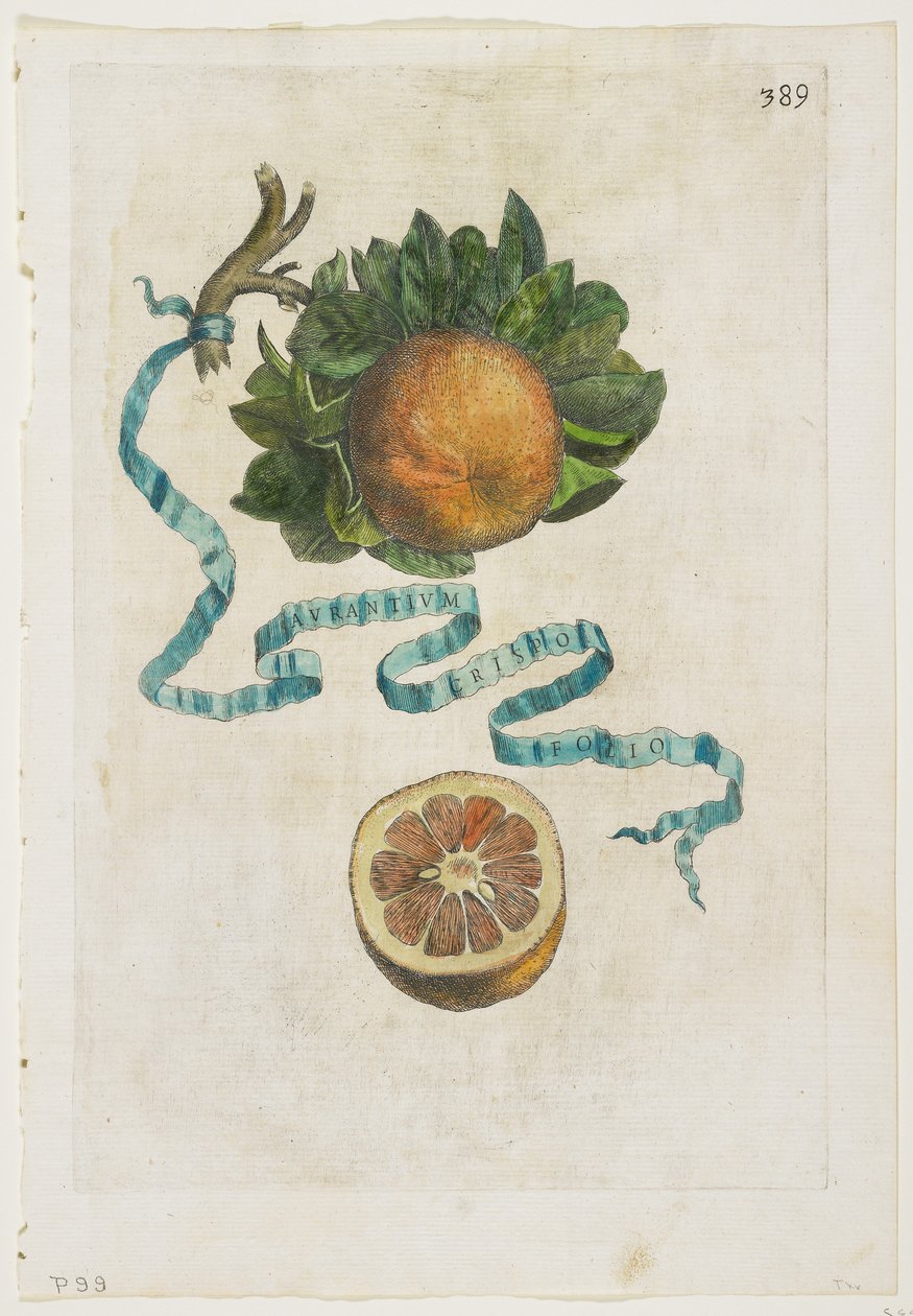 Aurantium Crispo Folio, Hesperides, 1646 tekijältä Giovanni Battista Ferrari