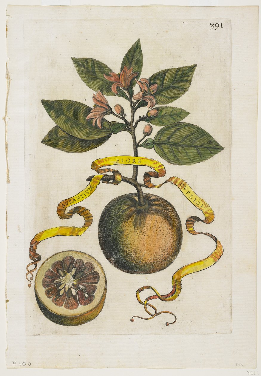 Aurantium Flore Duplici, Hesperideistä, 1646. tekijältä Giovanni Battista Ferrari