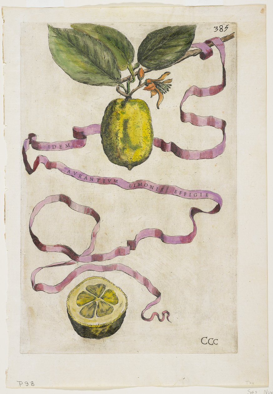 Idem Aurantium Limonis Effigle, Hesperides, 1646 tekijältä Giovanni Battista Ferrari