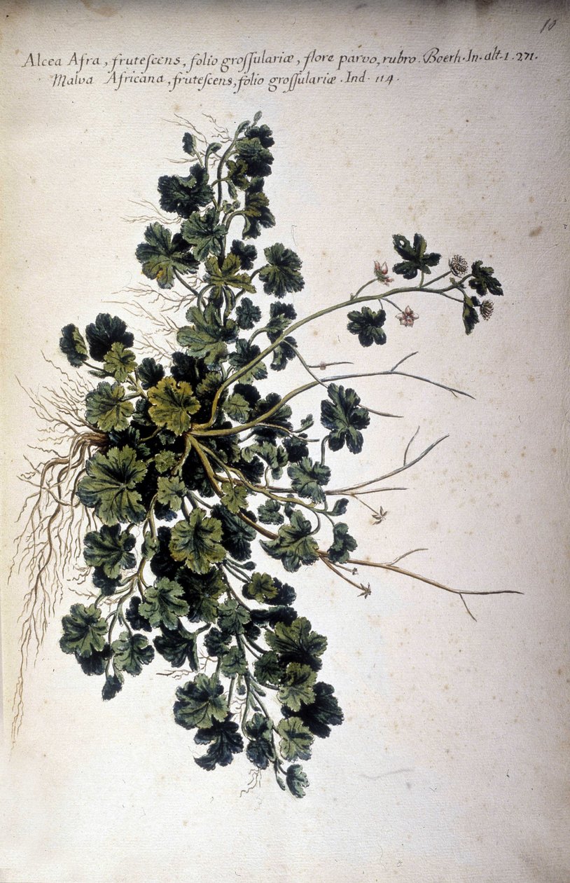 Alcea Afra - Giovanni Battista Morandin (? - 1761) teoksessa "Käytännön kasvitieteellinen historia tai kasvien nimikkeistö, kuvaus ja hyveet, jotka kuuluvat Välimeren käyttöön..." tekijältä Giovanni Battista Morandi