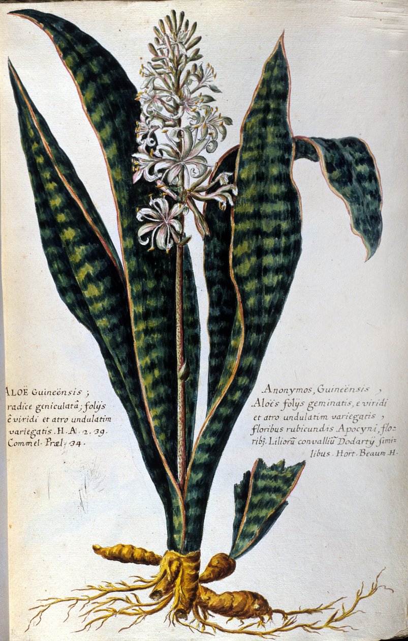 Aloe. Lääkekasvit. Kaiverrus - "Käytännön kasvitieteellinen historia, tai kasvien nimikkeistö, kuvaus ja hyveet, jotka kuuluvat lääketieteen käyttöön..." tekijältä Giovanni Battista Morandi