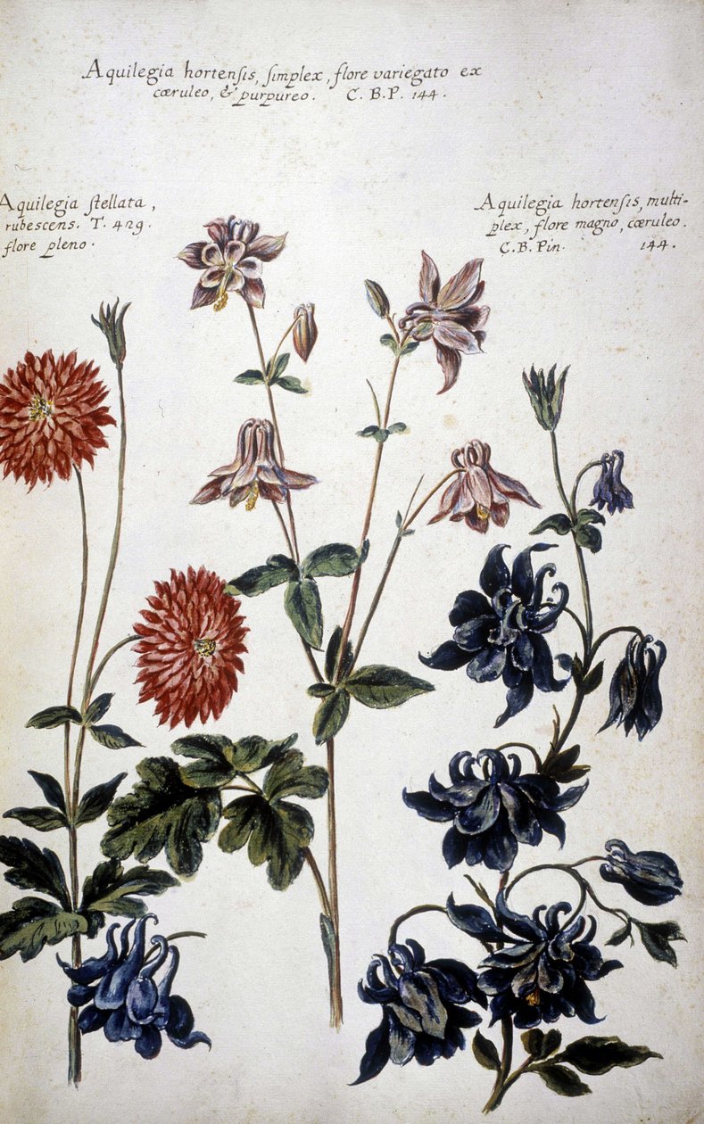Kasvitieteellinen taulu: kolmenlaisia ​​ankoleita (Aquilegia) - Giovanni Battista Morandin (? - 1761) teoksessa "Käytännön kasvitieteellinen historia tai median, nimikkeistön, kuvauksen ja hyveiden käytön kannalta merkityksellisiä kasveja..." tekijältä Giovanni Battista Morandi