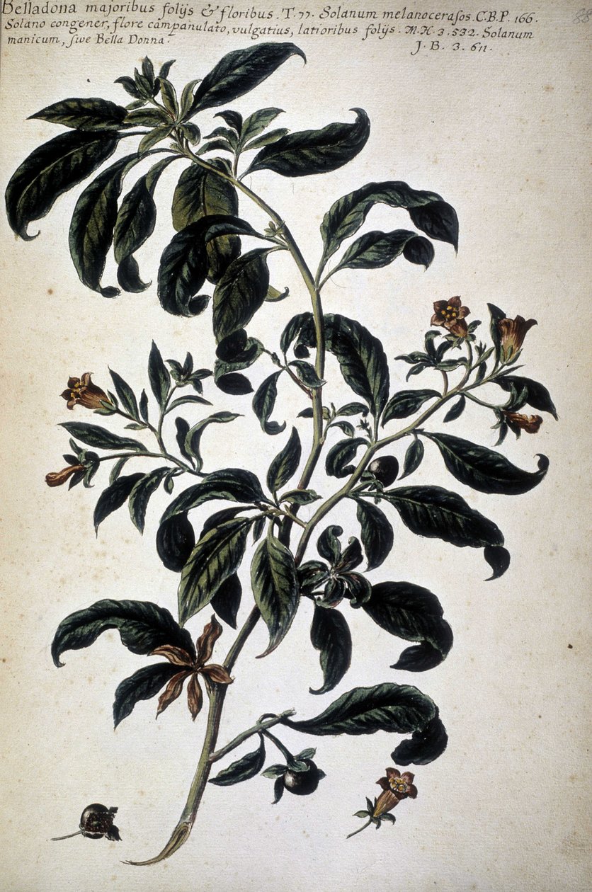 Kasvitieteellinen kartta: Belladona (Belladona Majoribus Folys) - Giovanni Battista Morandin (? - 1761) teoksessa "Käytännön kasvitieteellinen historia tai median, nimikkeistön, kuvauksen ja hyveiden käyttöön liittyvät kasvit..." tekijältä Giovanni Battista Morandi