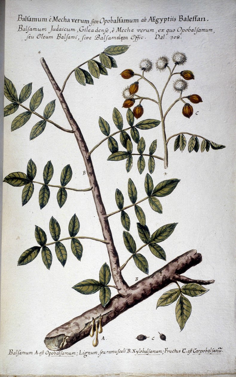Opobalsamum (oksa, jossa seve) - Giovanni Battista Morandin (? - 1761) teoksessa "" Käytännön kasvitieteellinen historia tai median, nimikkeistön, kuvauksen ja hyveiden käyttöön liittyvät kasvit..." tekijältä Giovanni Battista Morandi