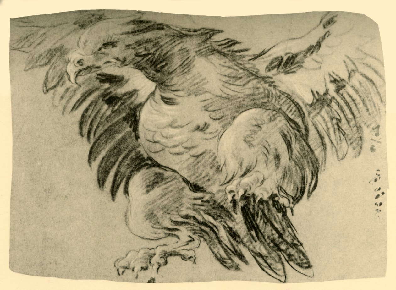 Kotka, 1751-1752, 1928 tekijältä Giovanni Battista Tiepolo