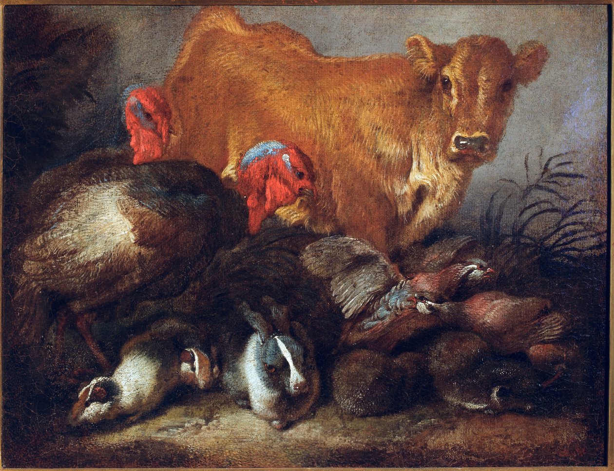 Eläinten tutkimus Lehmä, kalkkuna, kani, Giovanni Benedetto Castiglionen maalaus dit il Grechetto (1610-1665) Koko 30x38,5 cm Geenit, Musei di Strada Nuova tekijältä Giovanni Benedetto Castiglione