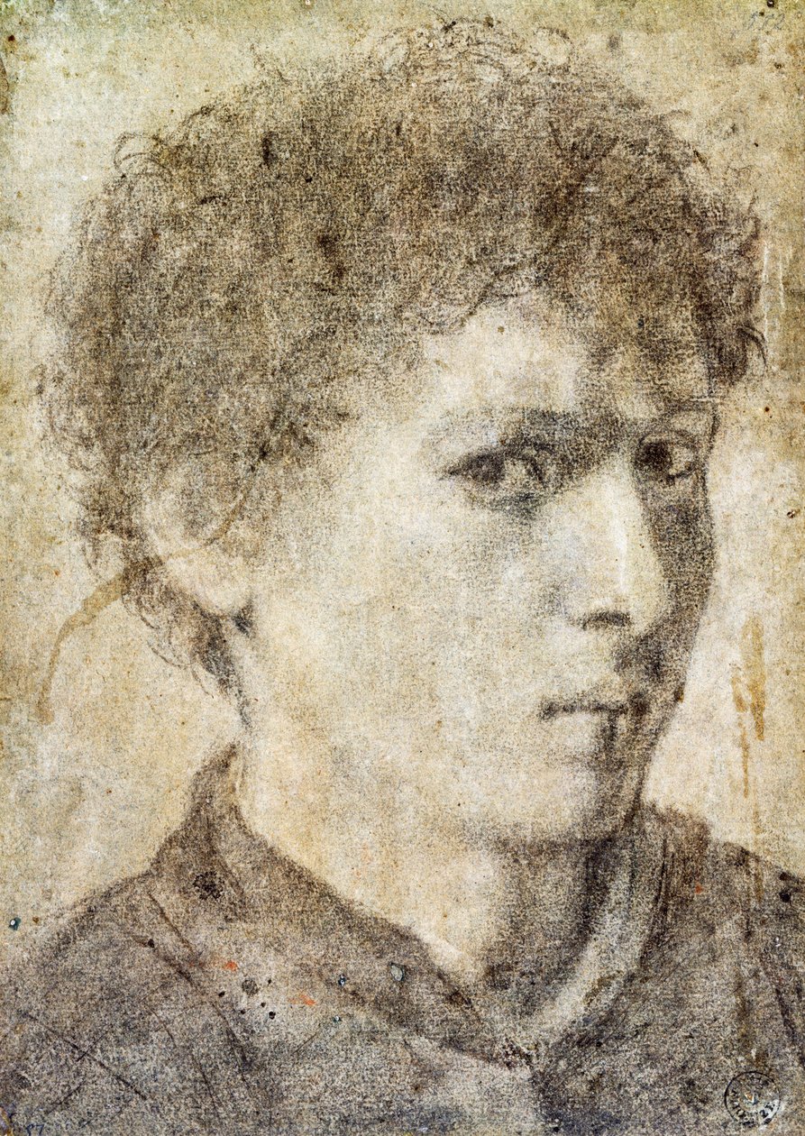 Nuoren pojan pää, piirustus Gian Girolamo Savoldo (n. 1480-1548), musta kynä ja valkoinen liitu, Italia tekijältä Giovanni Girolamo Savoldo