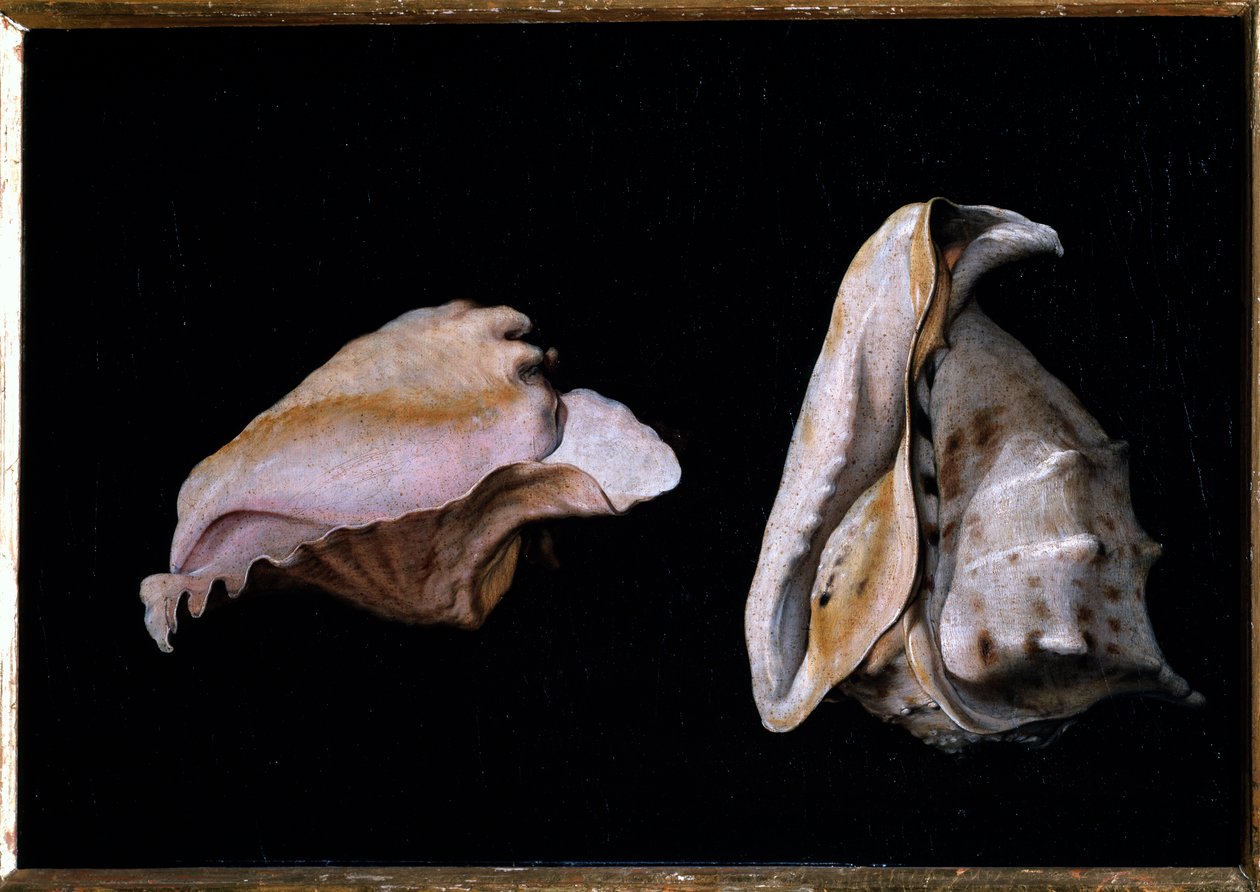 Two Shells (Asetelma simpukoilla) Filippo Napoletanon (1587-1629) maalaus 1618 Koko 39x56 cm Firenze, palazzo Pitti tekijältä Giovanni Girolamo Savoldo