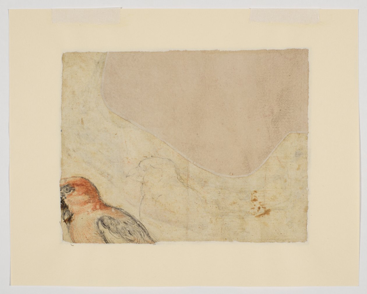 Lintututkimus, verso (liitu paperille) tekijältä Giovanni da Udine (after)