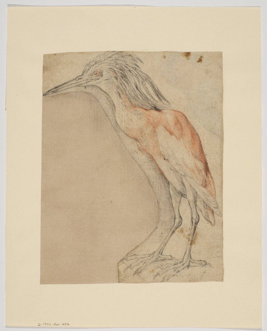 Heron, recto (liitu paperille) tekijältä Giovanni da Udine (after)