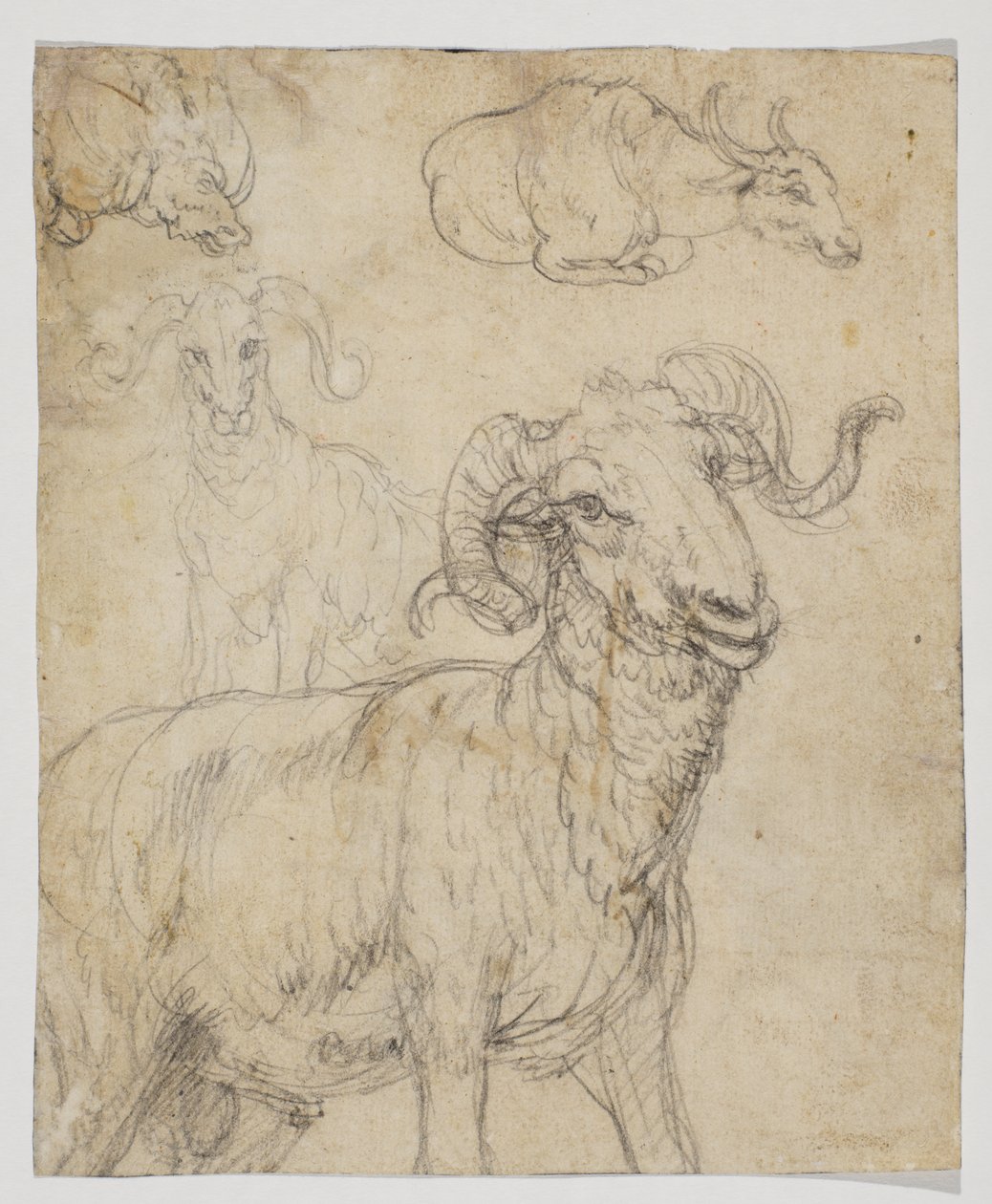 Ram ja puhveli, verso (liitu- ja vesiväripiirustus) tekijältä Giovanni da Udine (after)