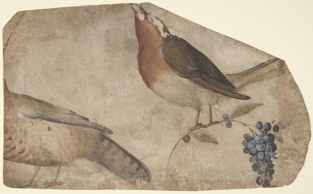 Linnut syövät viinirypäleet recto, Tigress verso, 1487-1564. tekijältä Giovanni da Udine