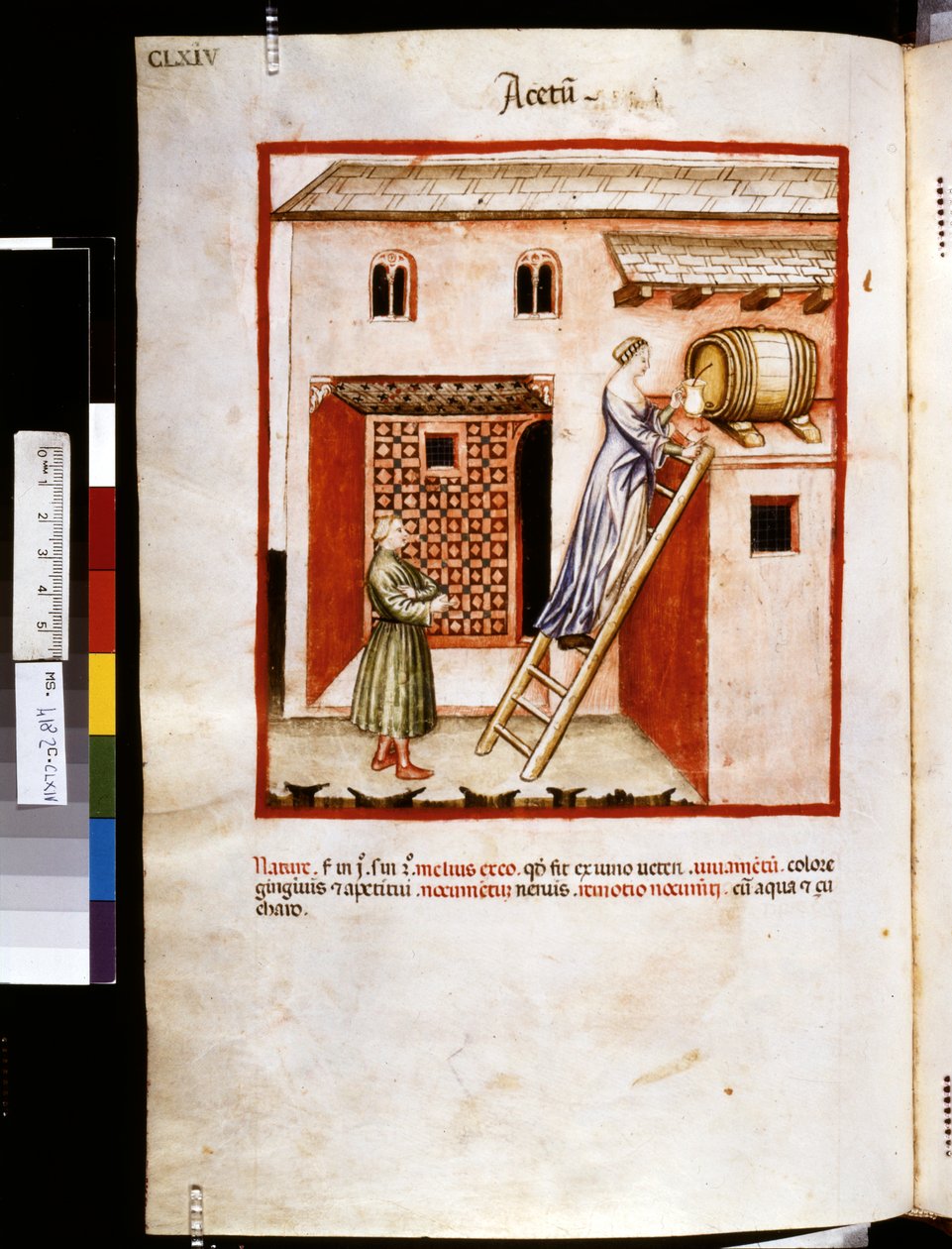 Ububchasym de Baldachin Theatrum sanitatis: "Acetum", 1300-luvun ensimmäinen vuosikymmen (pienoiskuva). tekijältä Giovannino de
