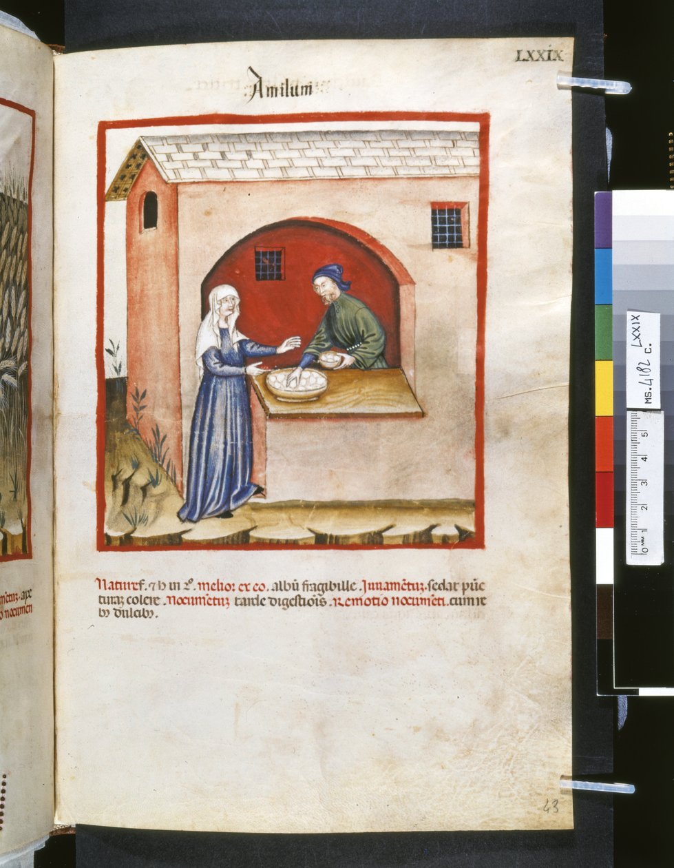Ububchasym de Baldachin Theatrum sanitatis: "Amilum", 1300-luvun ensimmäinen vuosikymmen (pienoiskuva). tekijältä Giovannino de