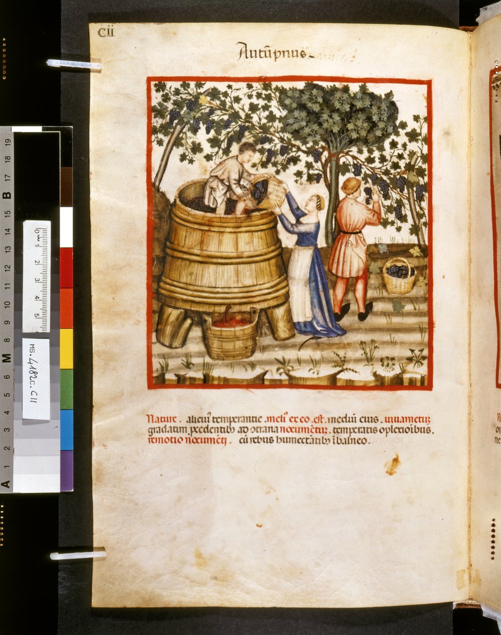 Ububchasym de Baldachin Theatrum sanitatis: "Autupnus", 1300-luvun ensimmäinen vuosikymmen (pienoiskuva). tekijältä Giovannino de