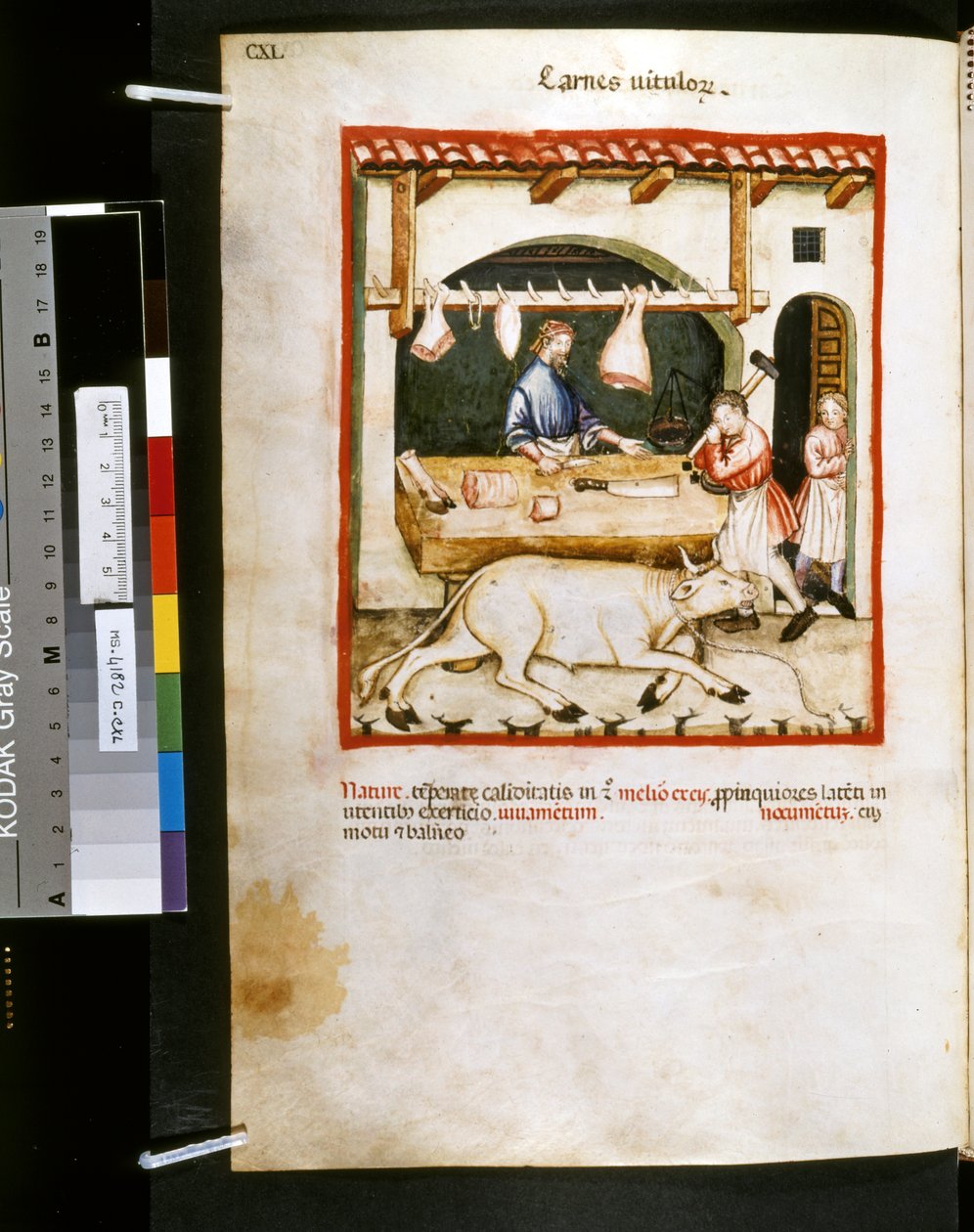 Ububchasym de Baldachin Theatrum sanitatis: "Carnes Vitulorum", 1300-luvun ensimmäinen vuosikymmen (pienoiskuva). tekijältä Giovannino de