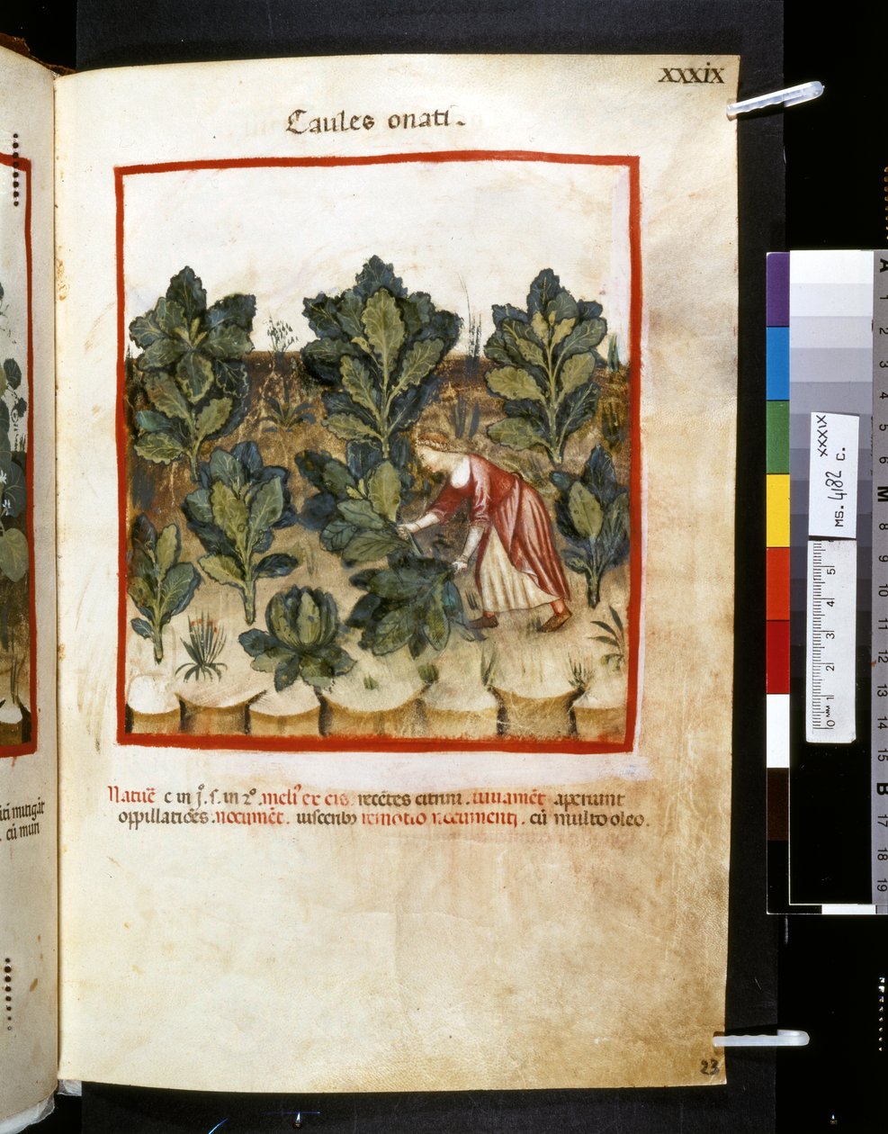Ububchasym de Baldachin Theatrum sanitatis: "Caules Onati", 1300-luvun ensimmäinen vuosikymmen (pienoiskuva). tekijältä Giovannino de