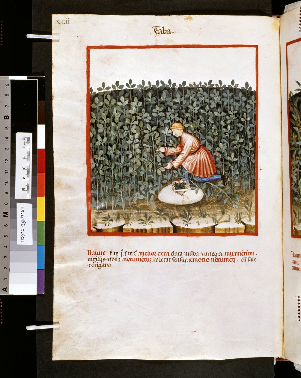 Ububchasym de Baldachin Theatrum sanitatis: "Faba", 1300-luvun ensimmäinen vuosikymmen (pienoiskuva). tekijältä Giovannino de