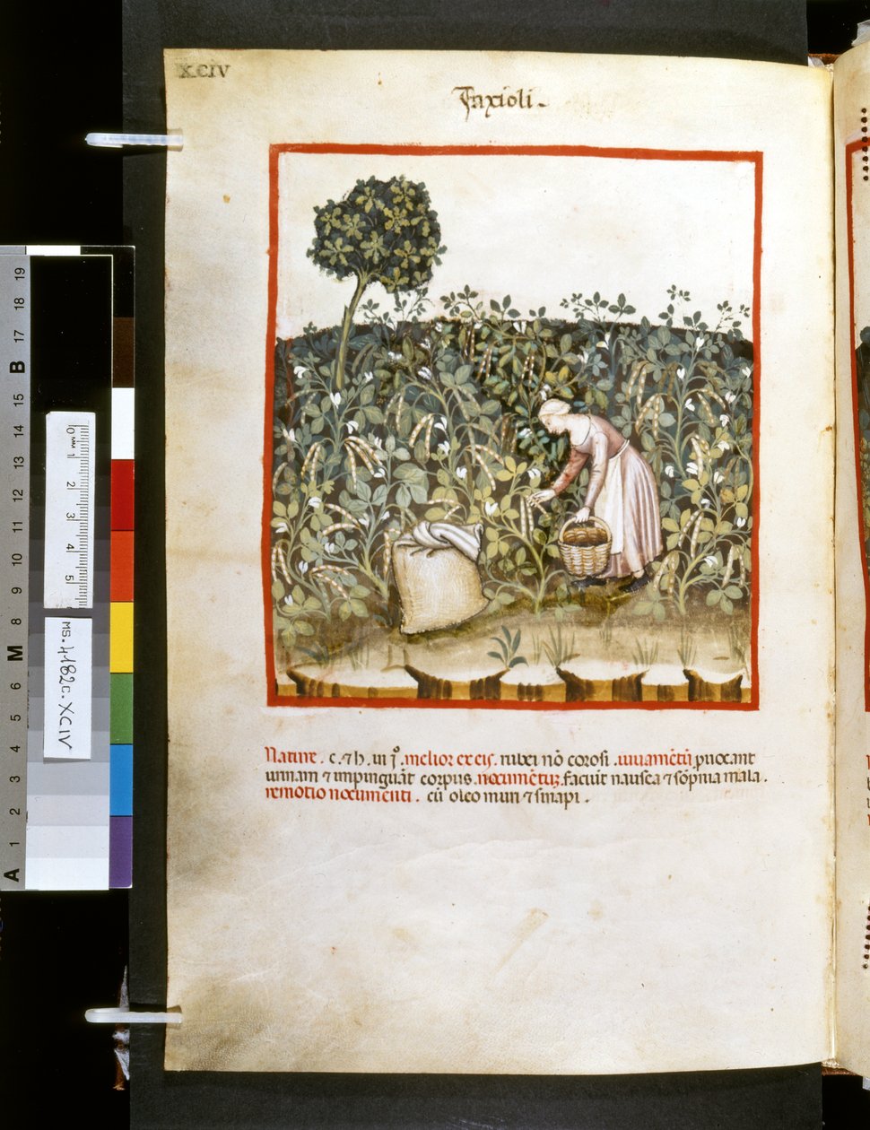 Ububchasym de Baldachin Theatrum sanitatis: "Faxioli", 1300-luvun ensimmäinen vuosikymmen (pienoiskuva). tekijältä Giovannino de