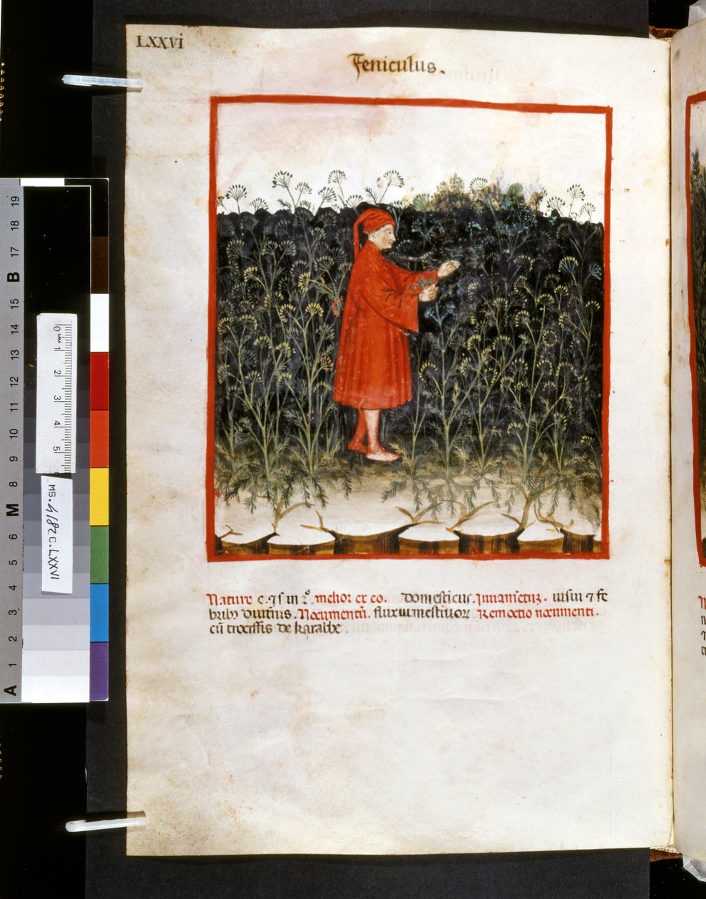 Ububchasym de Baldachin Theatrum sanitatis: "Feniculus", 1300-luvun ensimmäinen vuosikymmen (pienoiskuva). tekijältä Giovannino de
