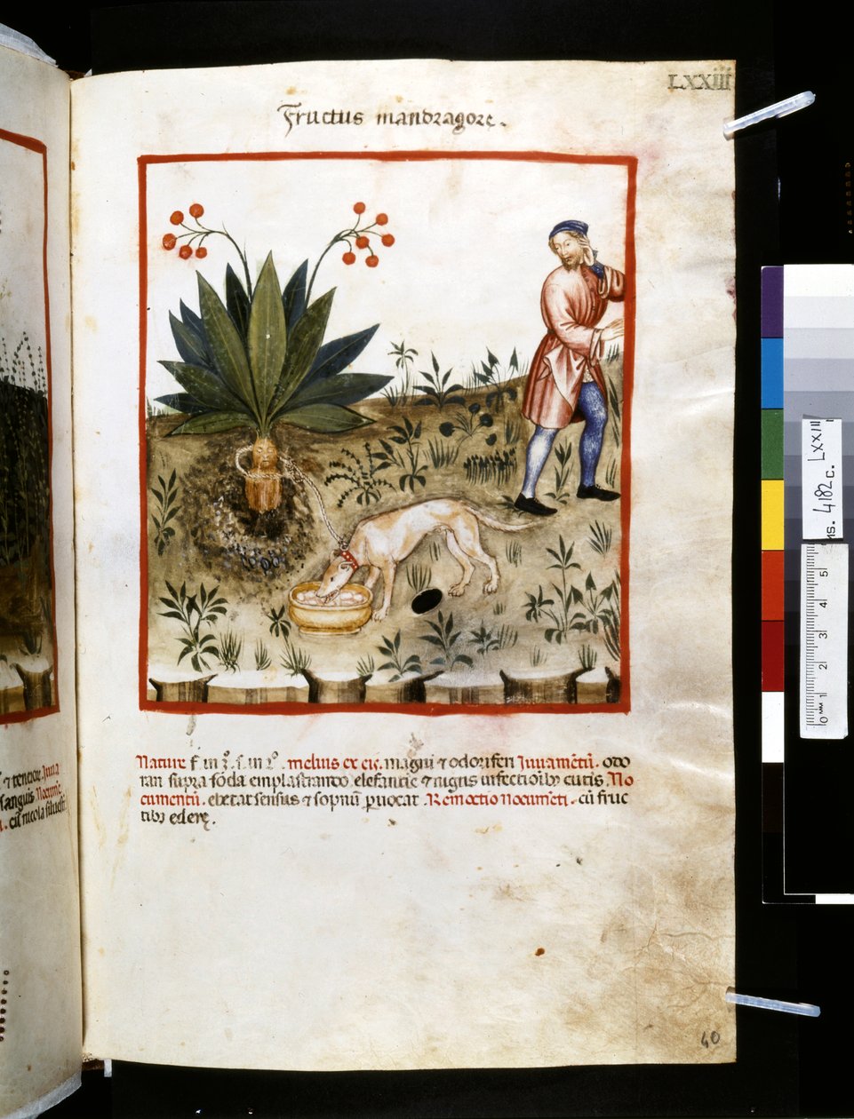 Ububchasym de Baldachin Theatrum sanitatis: "Fructus Mandragorae", 1300-luvun ensimmäinen vuosikymmen (pienoiskuva). tekijältä Giovannino de