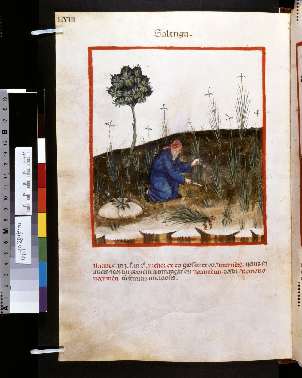 Ububchasym de Baldachin Theatrum sanitatis: "Galenga", 1300-luvun ensimmäinen vuosikymmen (pienoiskuva). tekijältä Giovannino de