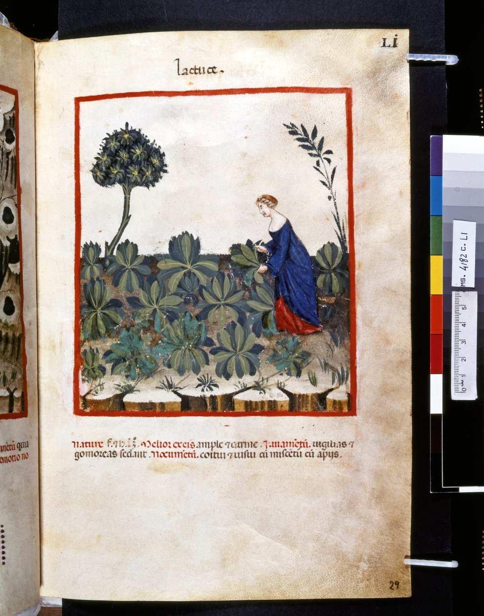 Ububchasym de Baldachin Theatrum sanitatis: "Lactuce", 1300-luvun ensimmäinen vuosikymmen (pienoiskuva). tekijältä Giovannino de