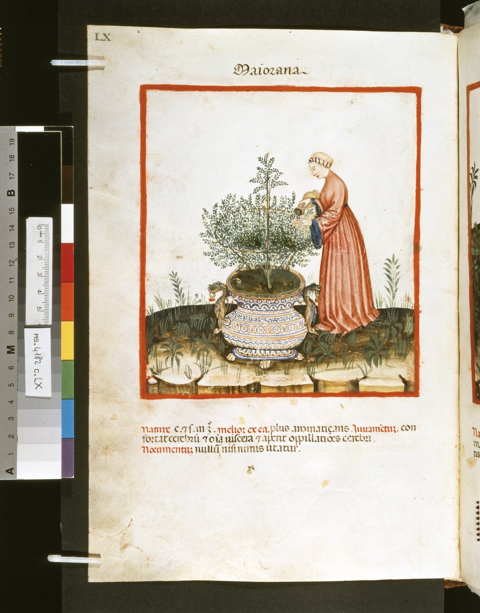 Ububchasym de Baldachin "Theatrum sanitatis" : "Maiorana", 1300-luvun ensimmäinen vuosikymmen (pienoiskoossa) tekijältä Giovannino de