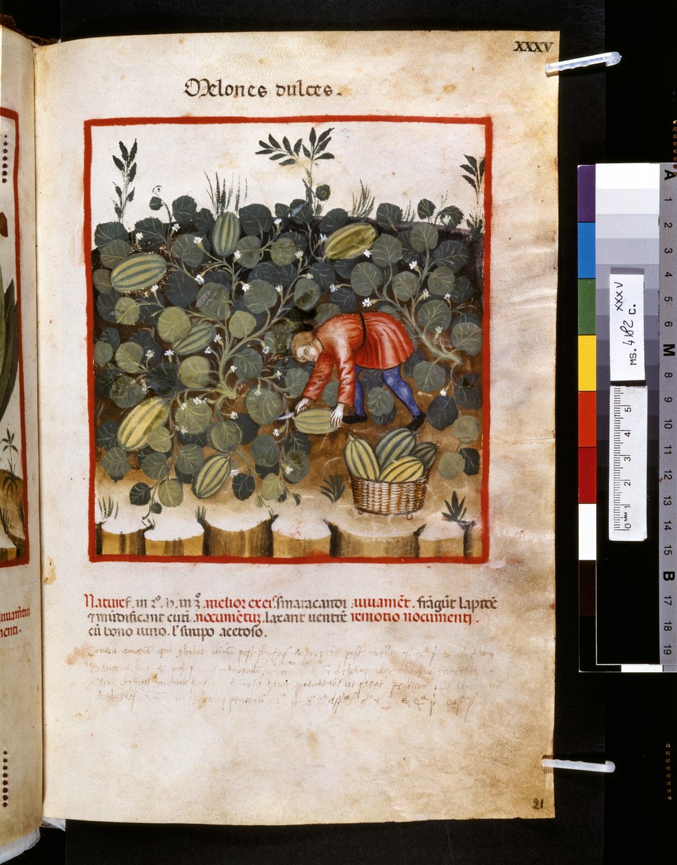Ububchasym de Baldachin Theatrum sanitatis: "Melones Dulces", 1300-luvun ensimmäinen vuosikymmen (pienoiskuva). tekijältä Giovannino de