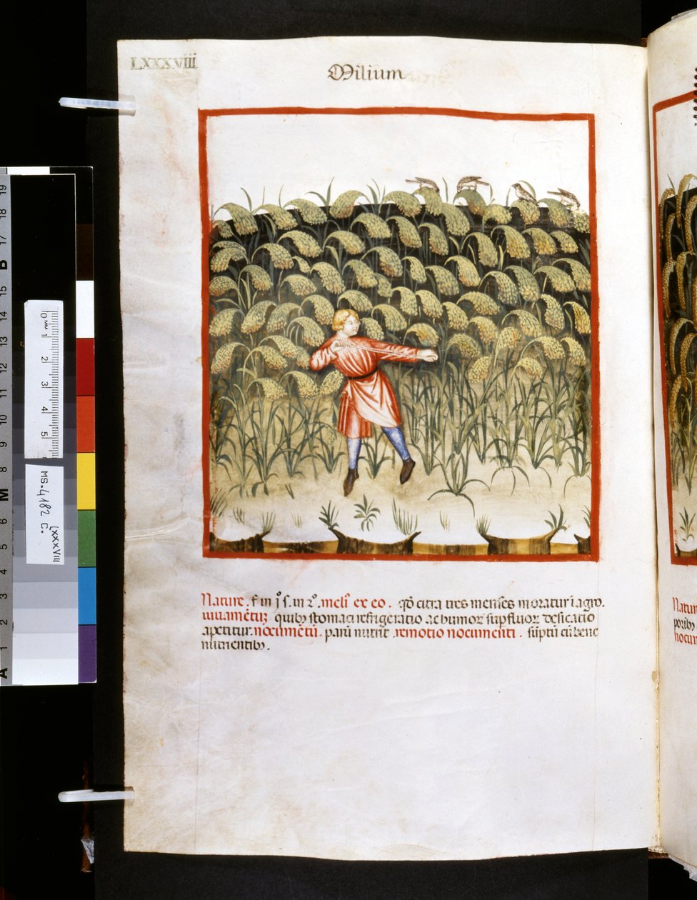 Ububchasym de Baldachin Theatrum sanitatis: "Milium", 1300-luvun ensimmäinen vuosikymmen (pienoiskuva). tekijältä Giovannino de