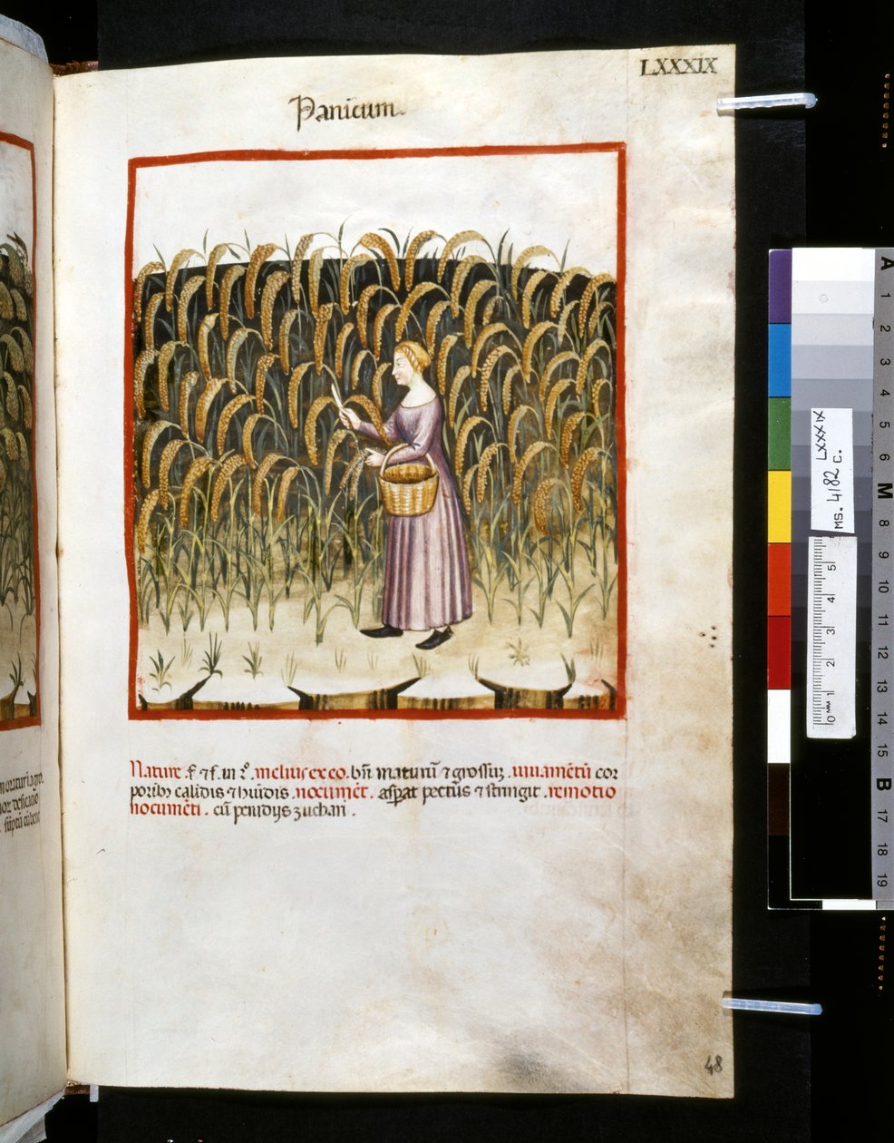 Ububchasym de Baldachin Theatrum sanitatis: "Panicum", 1300-luvun ensimmäinen vuosikymmen (pienoiskuva). tekijältä Giovannino de