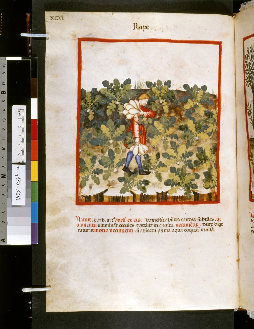 Ububchasym de Baldachin Theatrum sanitatis: "Raiskaus", 1300-luvun ensimmäinen vuosikymmen (pienoiskuva). tekijältä Giovannino de