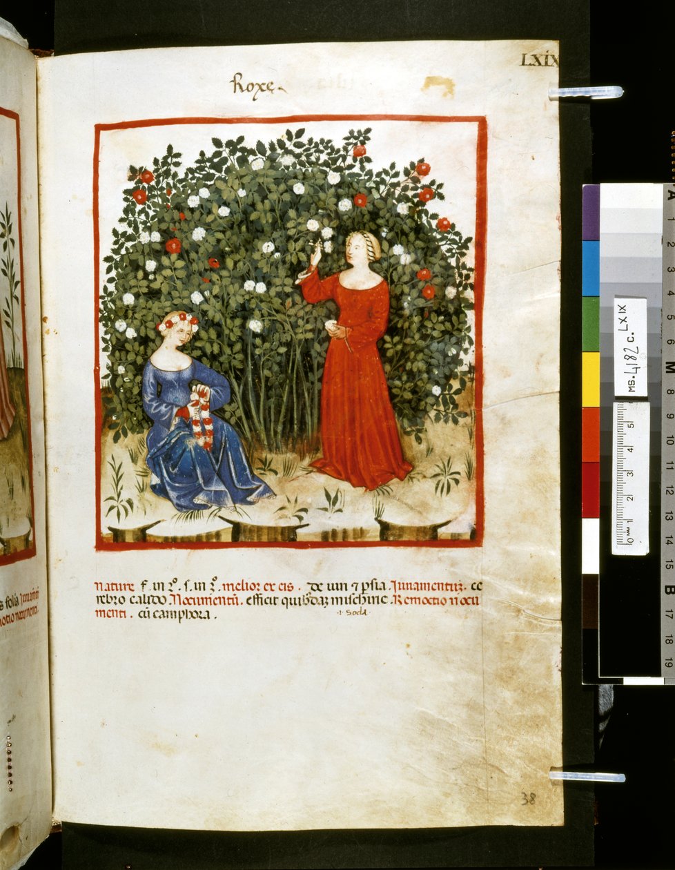 Ububchasym de Baldachin Theatrum sanitatis: "Roxe", 1300-luvun ensimmäinen vuosikymmen (pienoiskuva). tekijältä Giovannino de