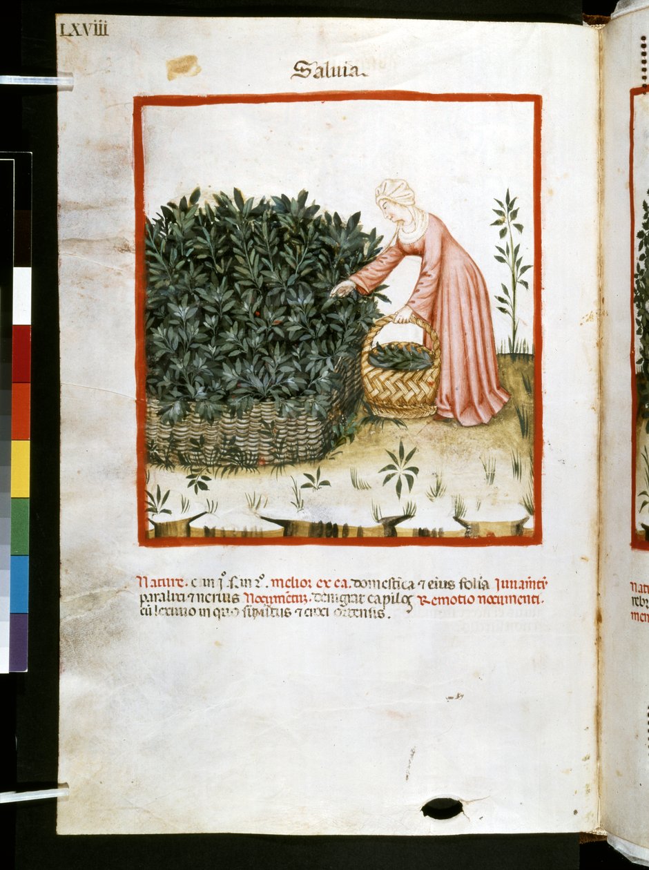 Ububchasym de Baldachin Theatrum sanitatis: "Salvia", 1300-luvun ensimmäinen vuosikymmen (pienoiskuva). tekijältä Giovannino de