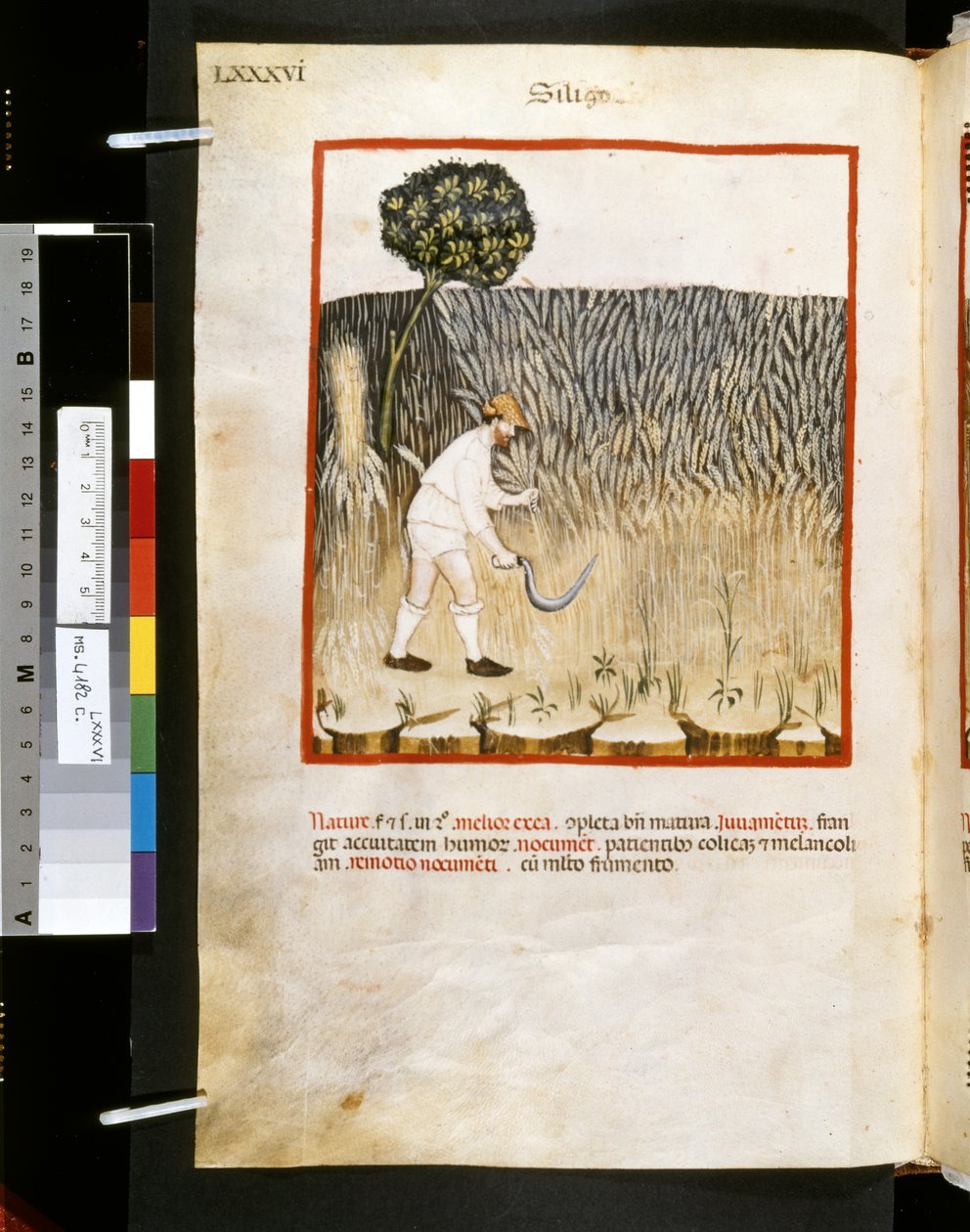 Ububchasym de Baldachin Theatrum sanitatis: "Siligo", 1300-luvun ensimmäinen vuosikymmen (pienoiskuva). tekijältä Giovannino de