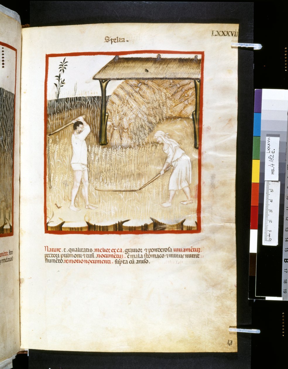 Ububchasym de Baldachin Theatrum sanitatis: "Spelta", 1300-luvun ensimmäinen vuosikymmen (pienoiskuva). tekijältä Giovannino de