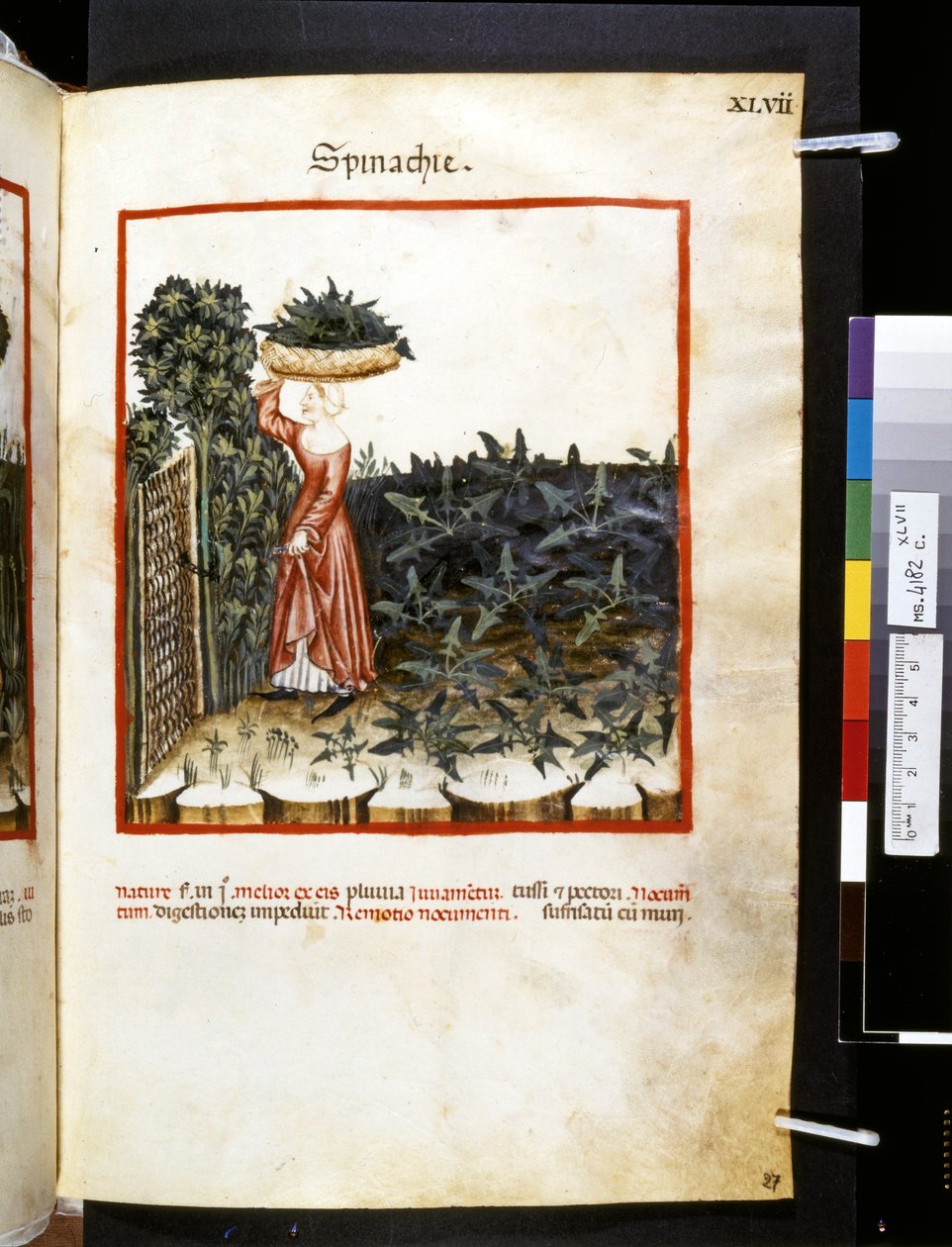 Ububchasym de Baldachin "Theatrum sanitatis": "Spinachie", 1300-luvun ensimmäinen vuosikymmen (pienoiskoossa) tekijältä Giovannino de