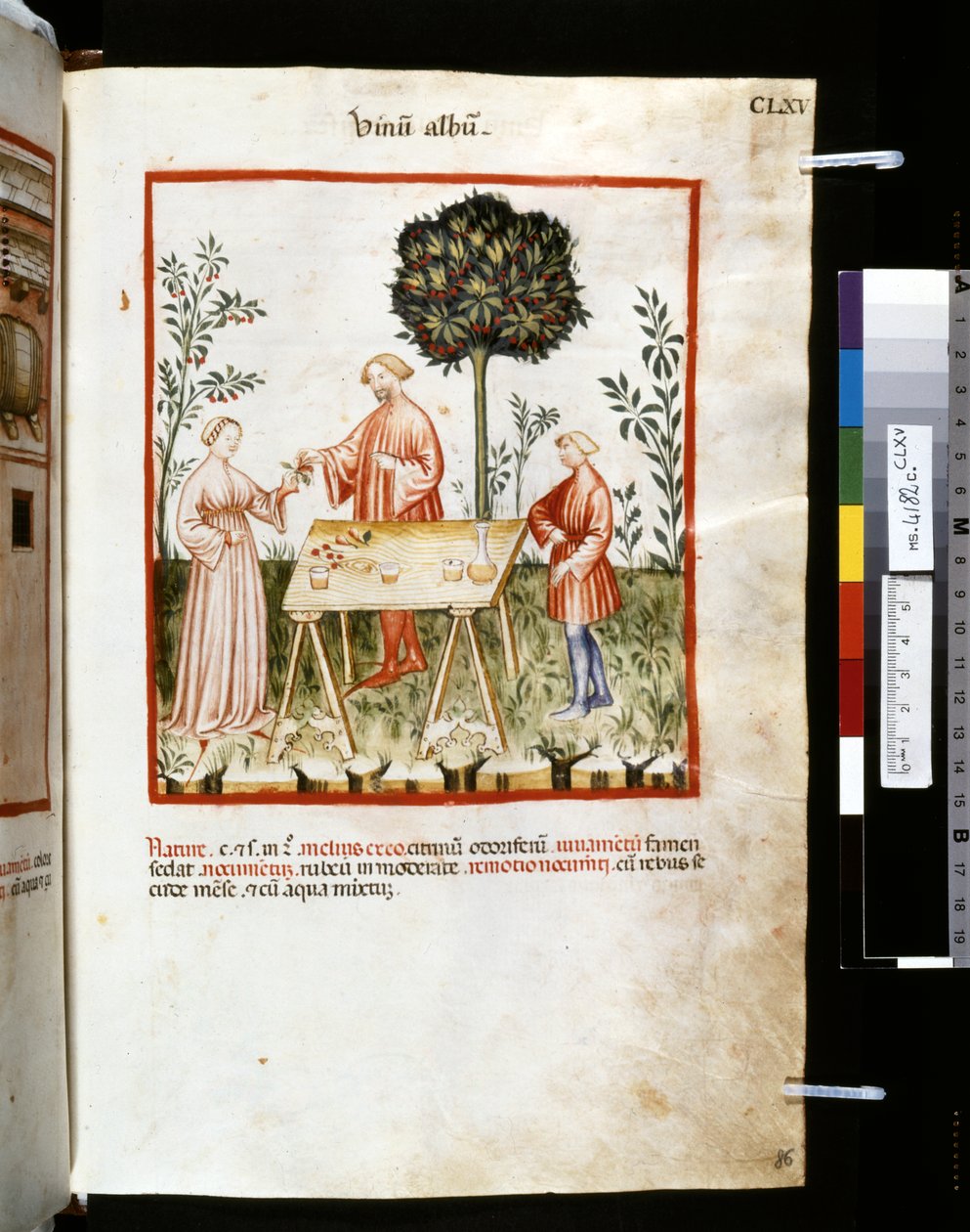 Ububchasym de Baldachin Theatrum sanitatis: "Vinum Album", 1300-luvun ensimmäinen vuosikymmen (pienoiskuva). tekijältä Giovannino de