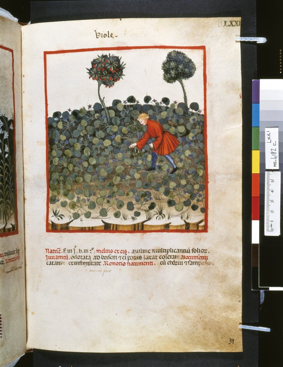 Ububchasym de Baldachin Theatrum sanitatis: "Viole", 1300-luvun ensimmäinen vuosikymmen (pienoiskuva). tekijältä Giovannino de