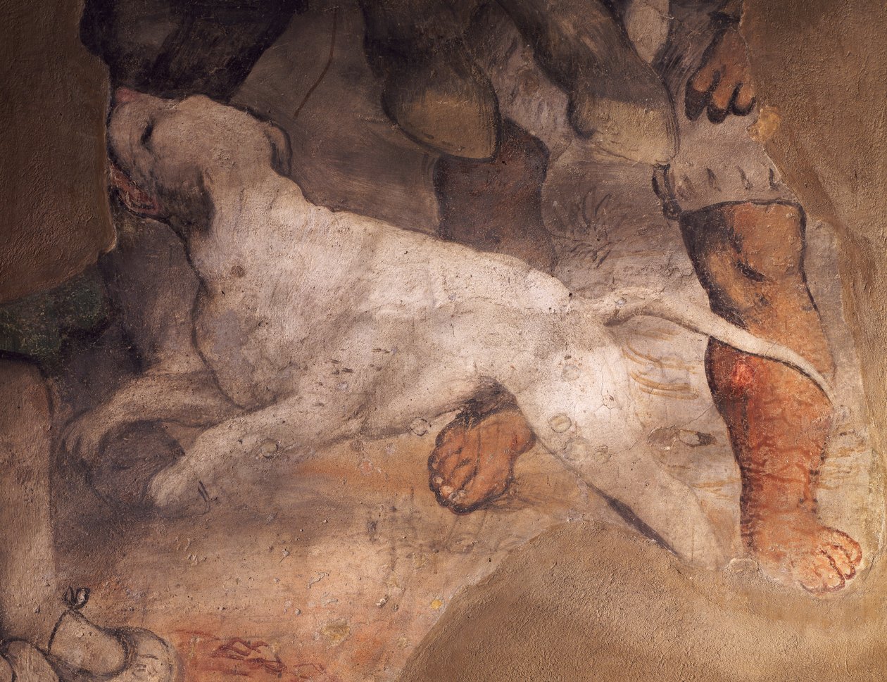 Koirahahmo, yksityiskohta Girolamo Romaninon (n. 1484-1566) freskosta, Sant