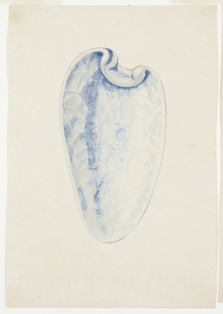 Yleiskatsaus Lavender Elongated Shell tekijältä Giuseppe Grisoni