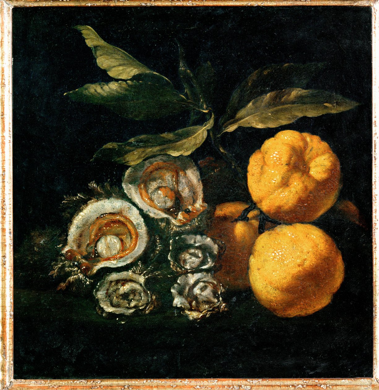 Nature Morte aux huitres et aux coings - Hiljainen elämä osterien ja kvittenien kanssa ... tekijältä Giuseppe Recco