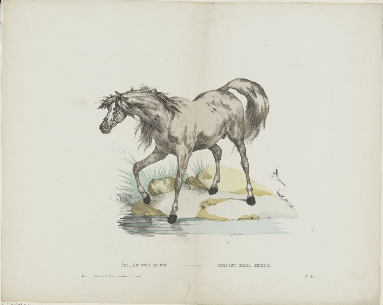Étalon pur sang / Stallion full blood (otsikko esineessä) tekijältä Glenisson and Van Genechten