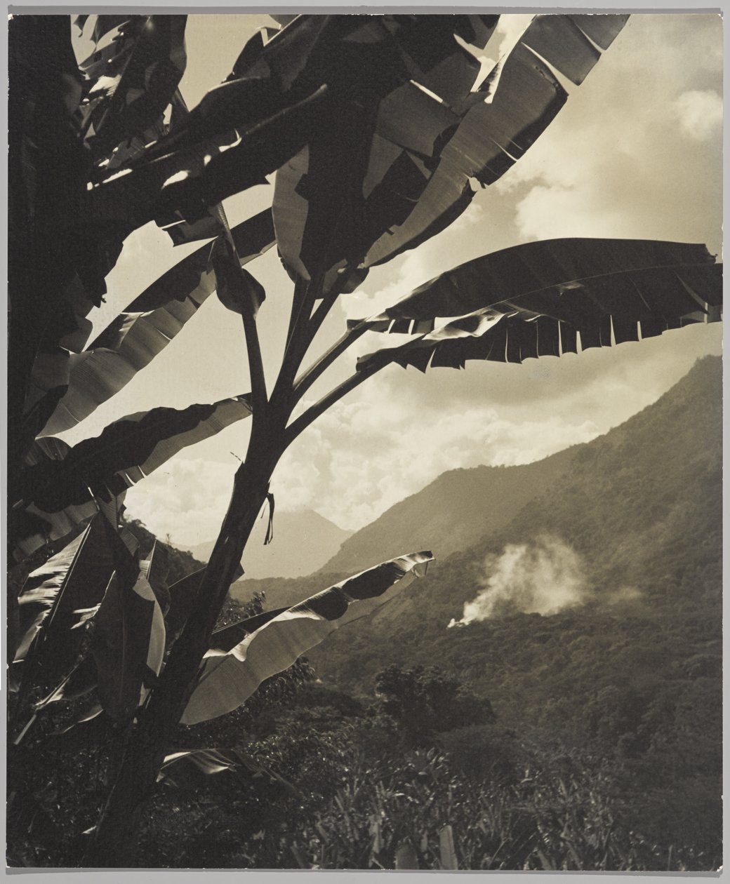 Morning in the Tropics (m/w kuva) tekijältä Gordon C. Abbott