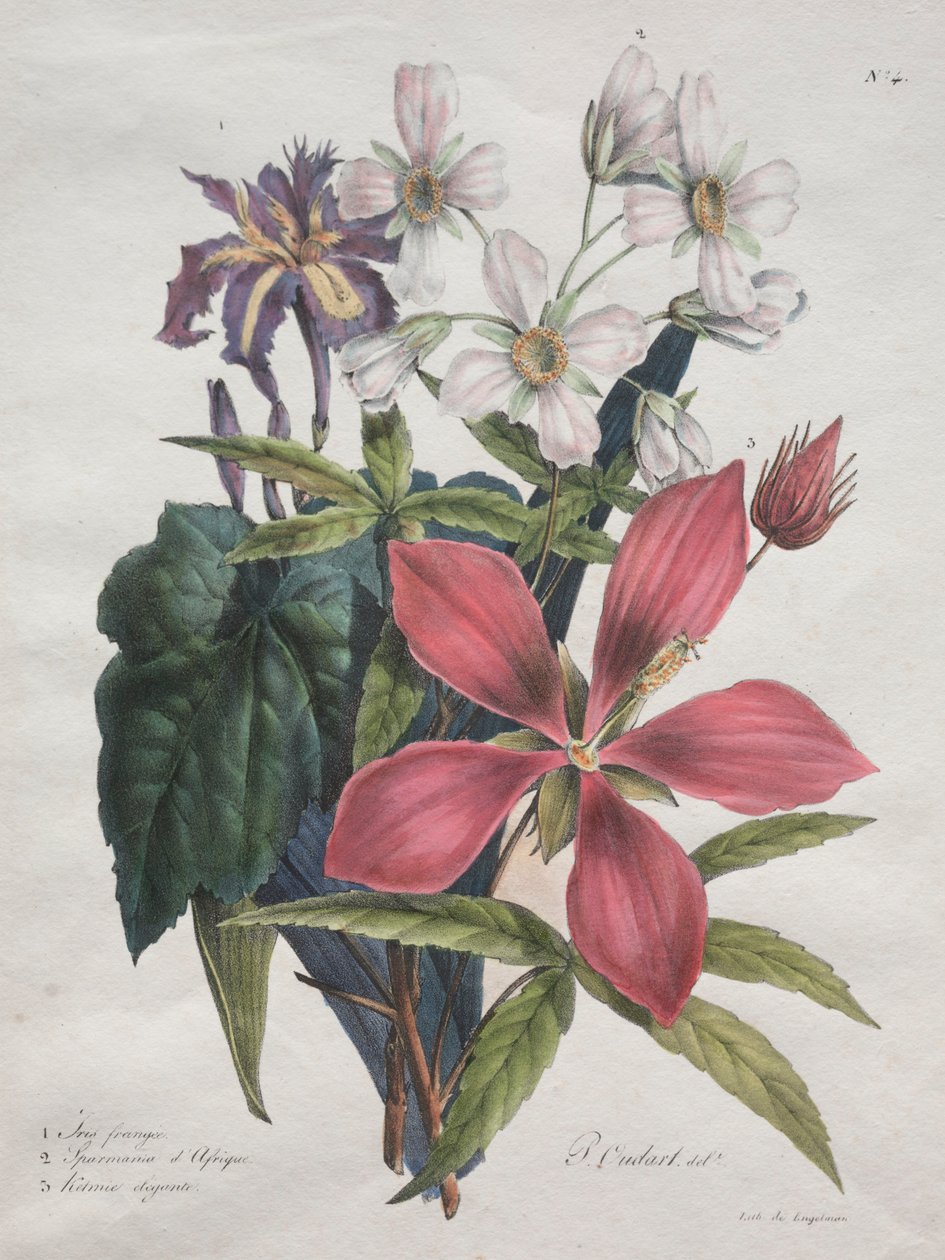 Luonnonhistorian kurssi, joka sisältää eläinkunnan päälajit, 1825. tekijältä Gottfried or Godefroy Engelmann