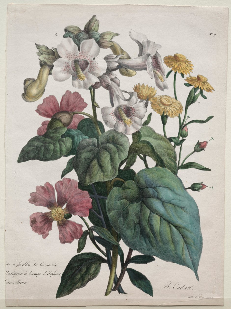 Luonnonhistorian kurssi, joka sisältää eläinkunnan päälajit..., 1825. tekijältä Gottfried or Godefroy Engelmann