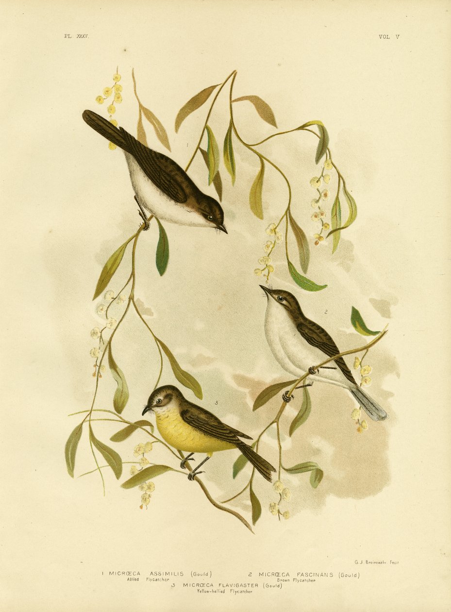 Allied Flycatcher, 1891 tekijältä Gracius Broinowski