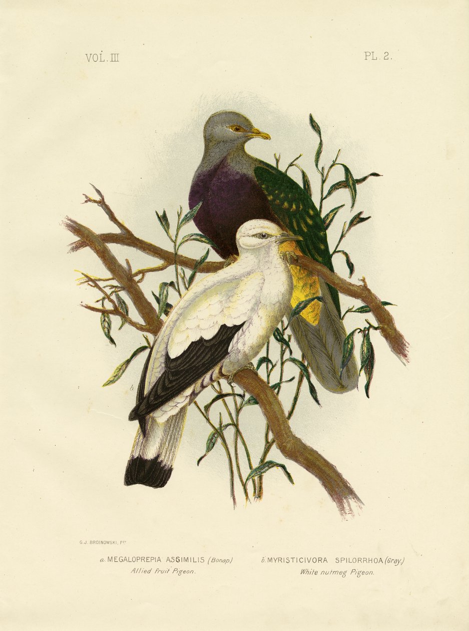 Allied Fruit Pigeon Or Wompoo Fruit-Dove, 1891 tekijältä Gracius Broinowski