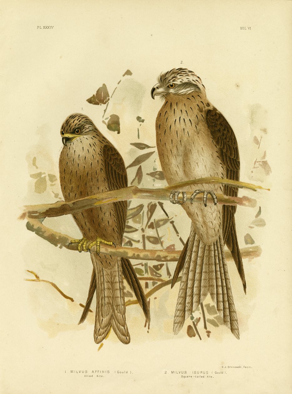 Allied Kite tai Black Kite, 1891 tekijältä Gracius Broinowski