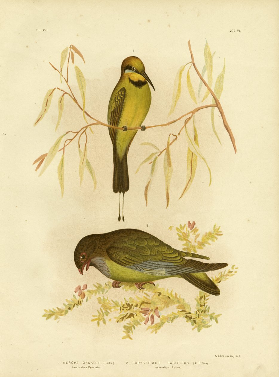 Australian Bee-eater tai Rainbow Bee-eater, 1891 tekijältä Gracius Broinowski